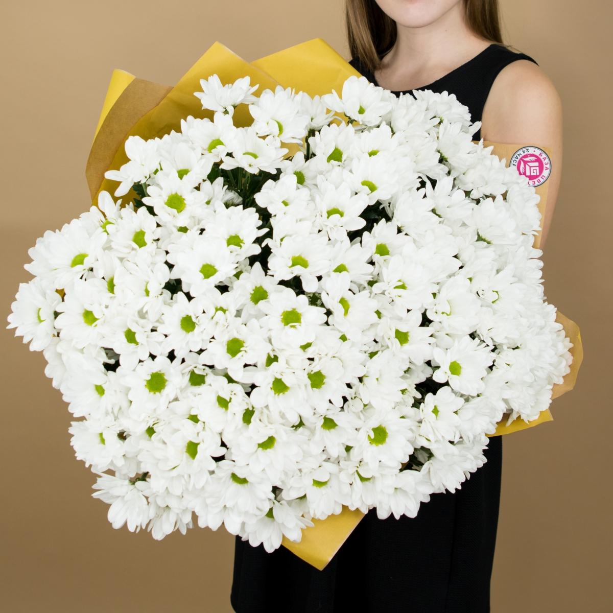 Хризантема белая (ромашка) Артикул  504klg