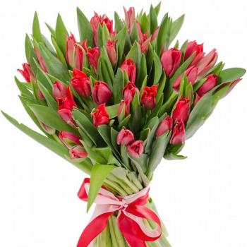 Красные тюльпаны 25 шт [код товара  24360kl]